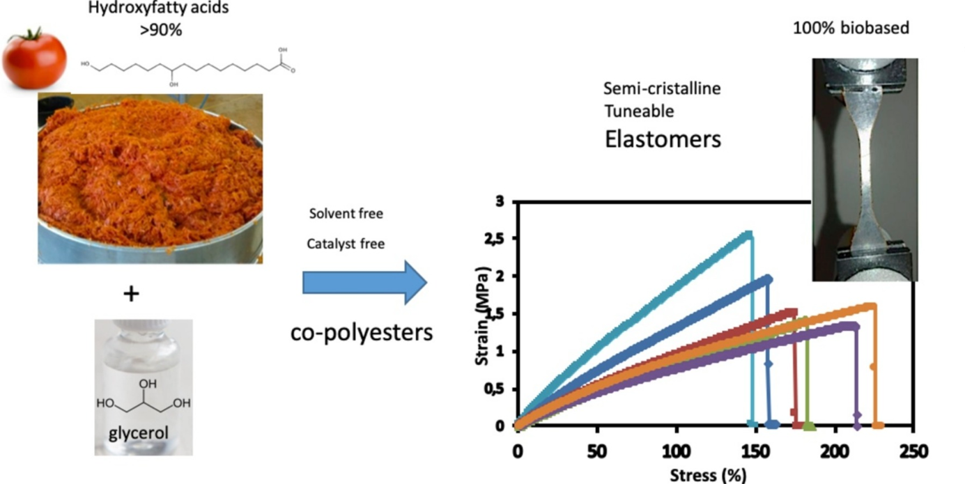 From studying fruit skins to developing new elastomeric materials...
